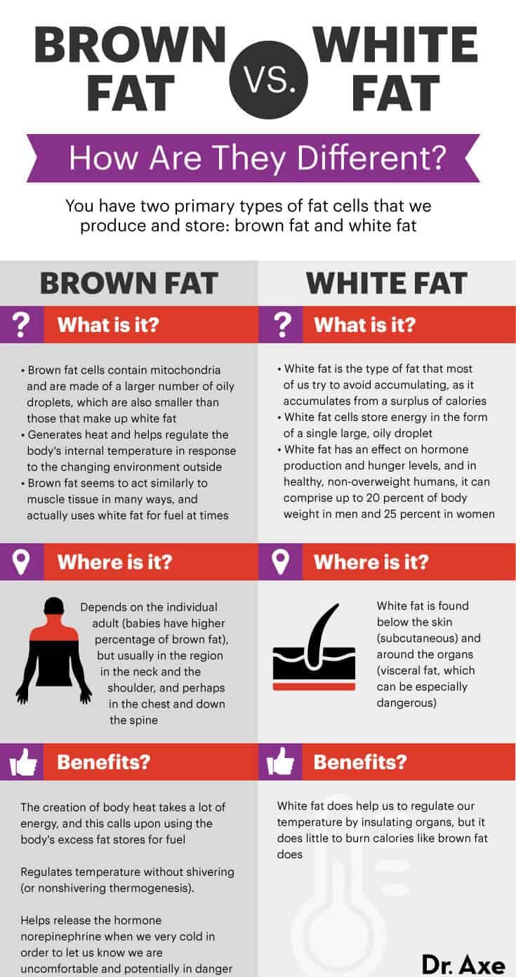 Brown fat vs white fat - Dr. Axe