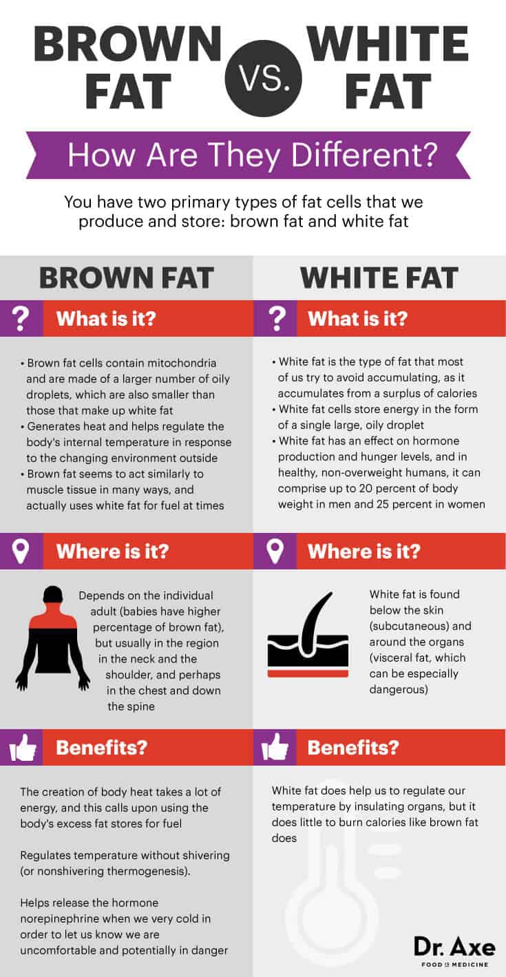 Brown fat vs white fat - Dr. Axe