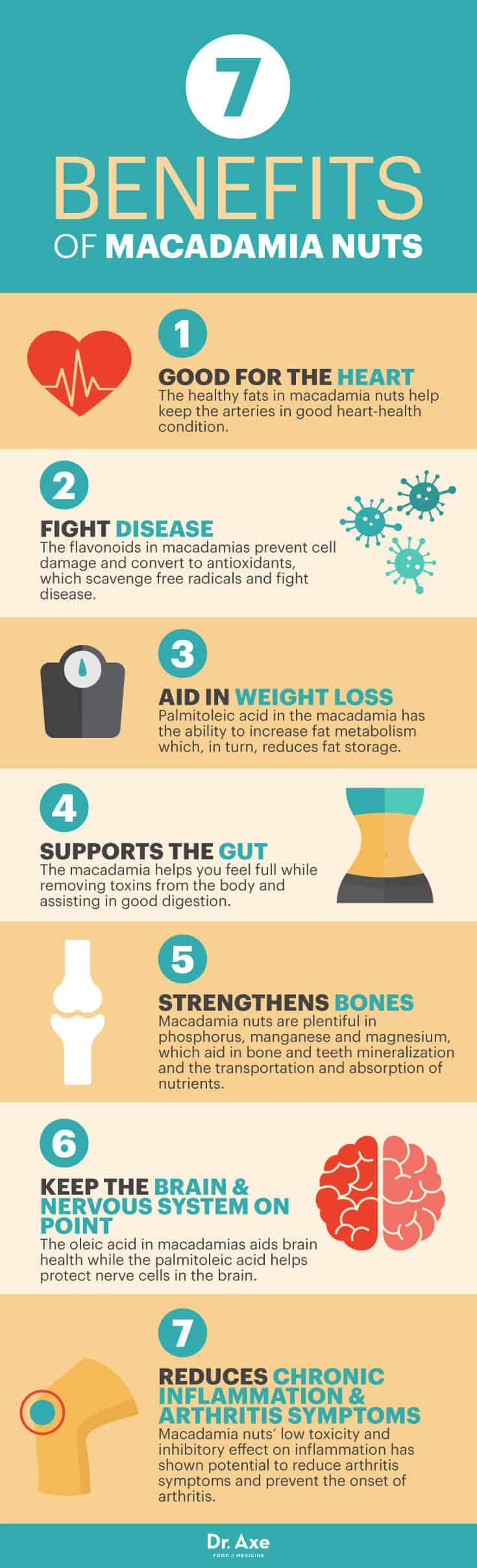 Benefits of macadamia nuts - Dr. Axe