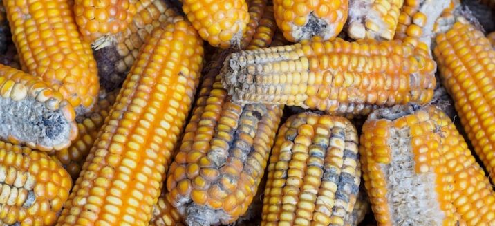 Aflatoxin: How to Avoid this Common-Food Carcinogen - Dr. Axe