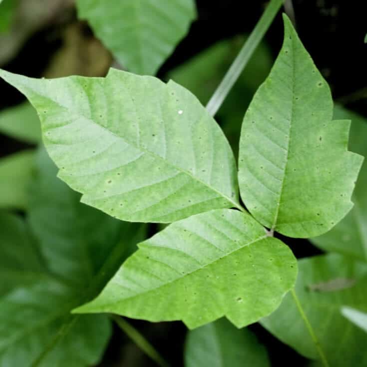 Poison ivy rash - Dr. Axe