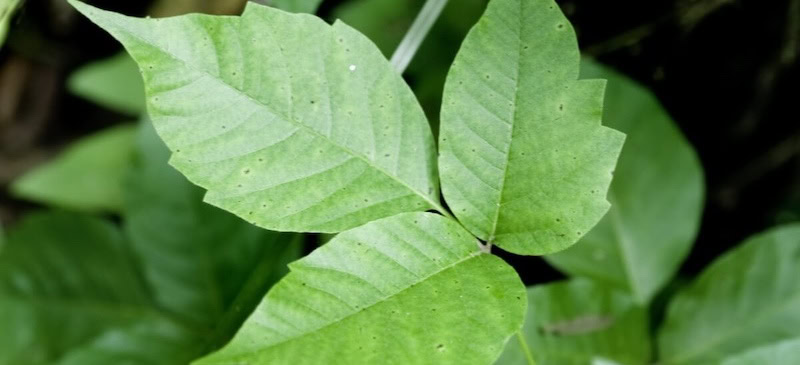 Poison ivy rash