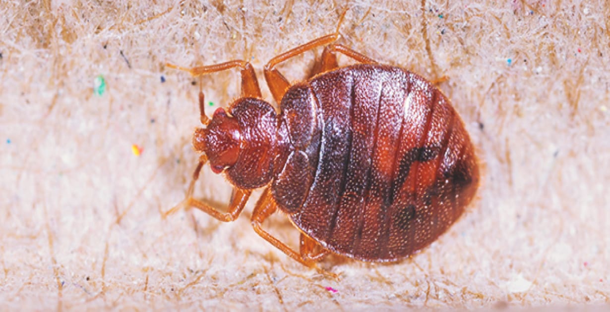 Will Coconut Oil Keep Bed Bugs From Biting