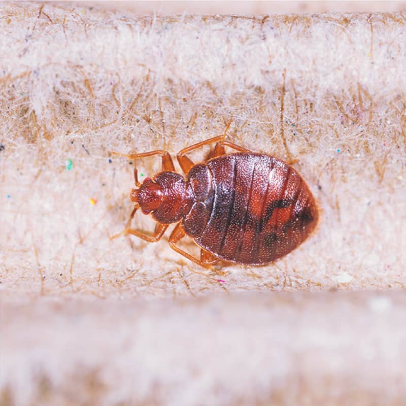 Bed Bug Bites Symptoms Facts How To, How To Keep Bed Bugs From Biting You