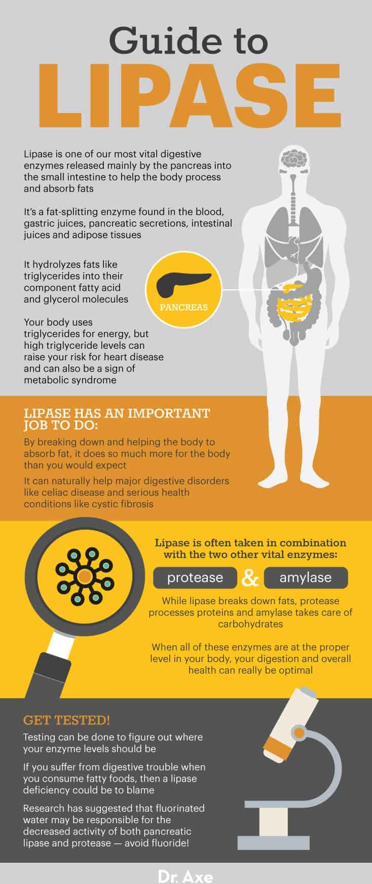 Lipase guide - Dr. Axe