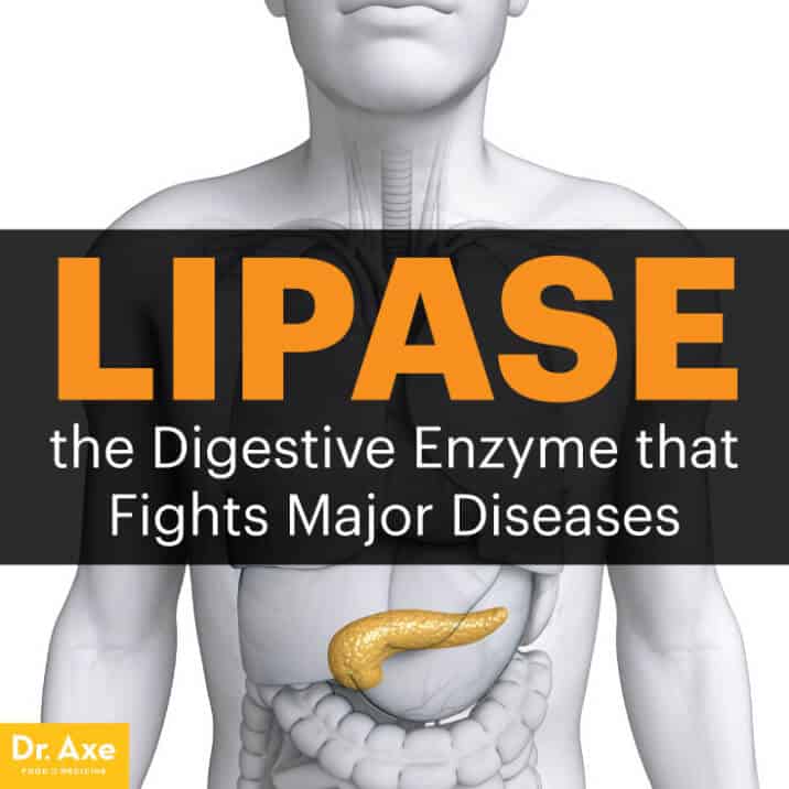 Lipase the Digestive Enzyme that Fights Disease Dr. Axe