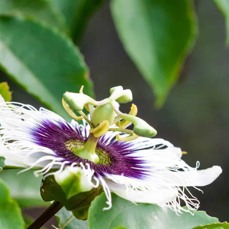 Passion flower