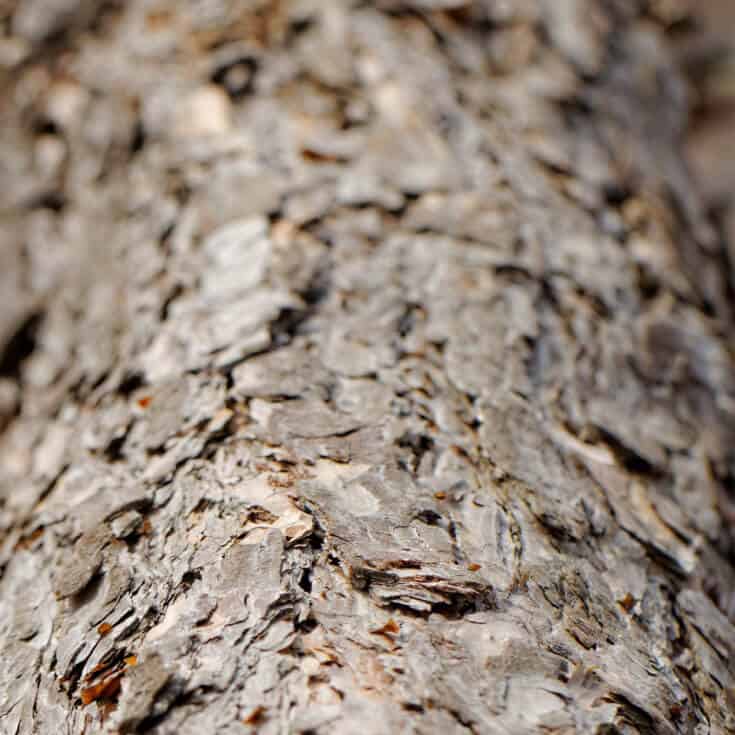 Pine bark extract - Dr. Axe