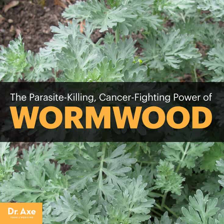 Wormwood: The Parasite-Killing, Cancer-Fighting Super Herb Wormwood-ArticleMeme
