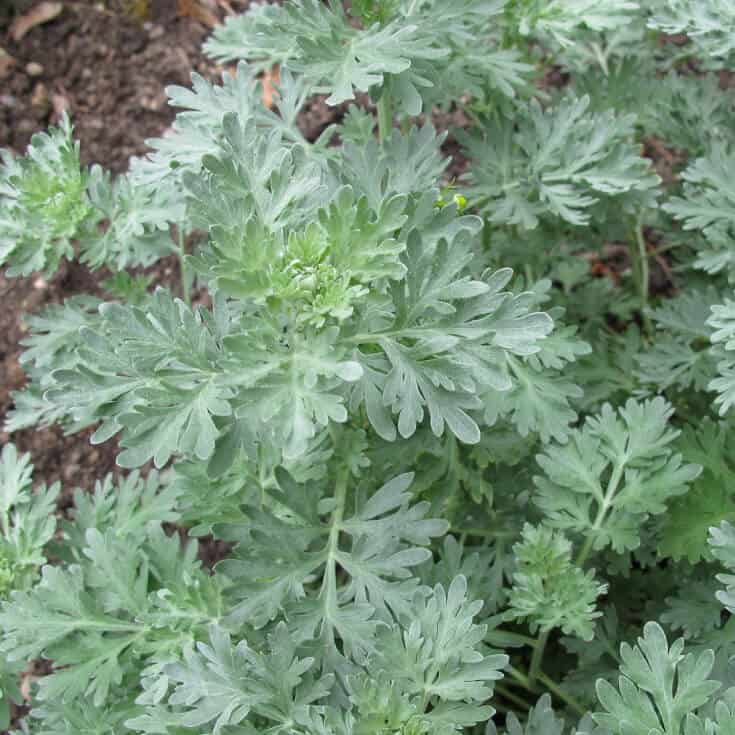 Artemisia annua (annual wormwood, sweet sagewort): Go Botany