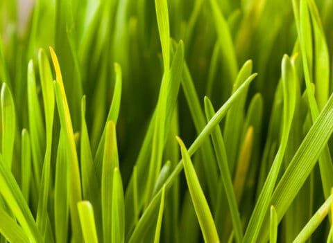 Wheat grass