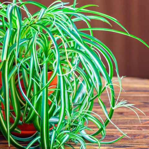 Best houseplants that remove pollution - Dr. Axe
