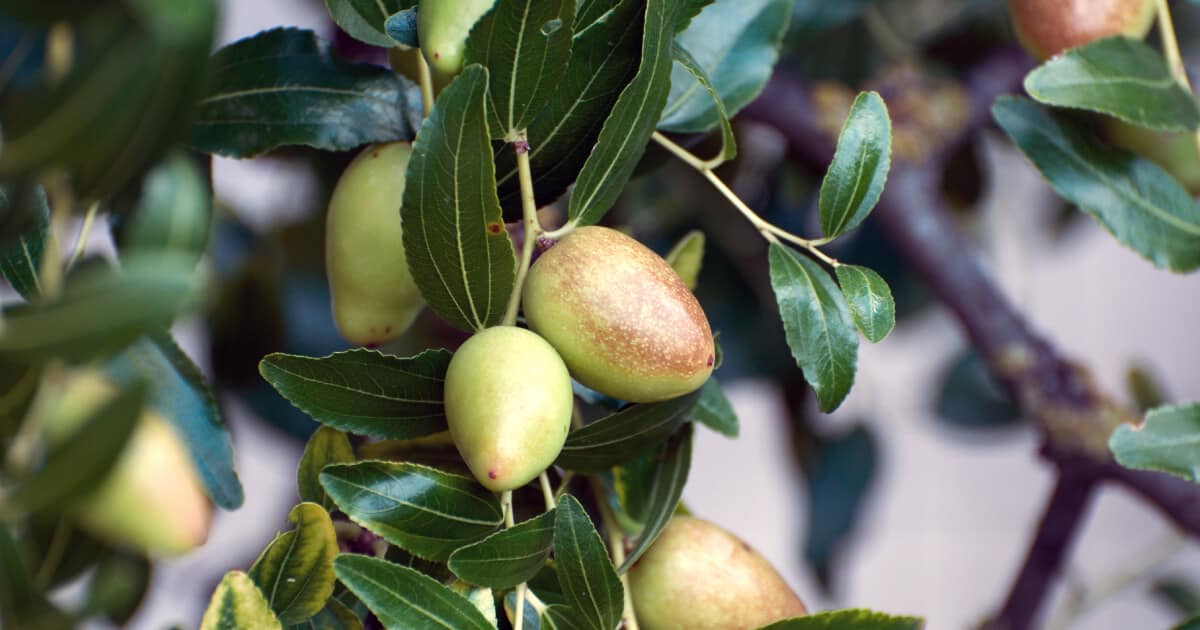 Jujube Fruit Benefits Nutrition Facts And How To Use Dr Axe