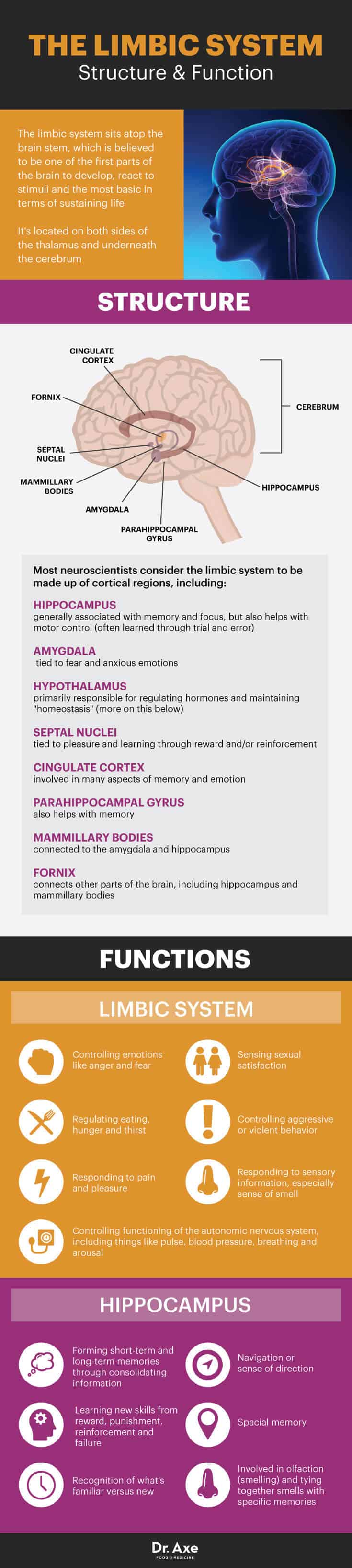 Limbic system structure and functions - Dr. Axe