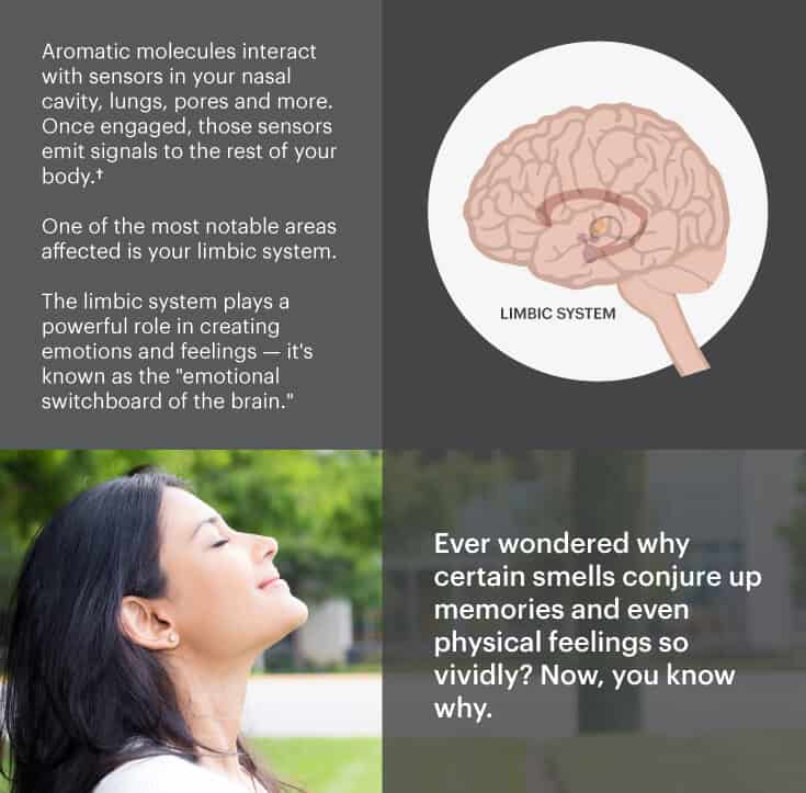Limbic system graphic