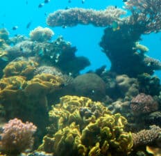 Phytoplankton