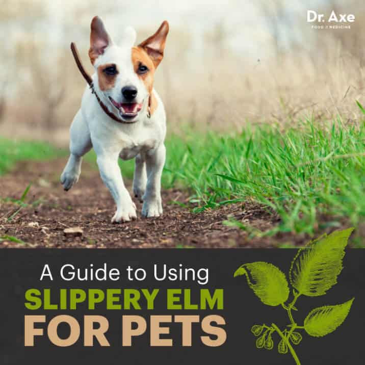 A Complete Guide to Using Slippery Elm for Pets Dr. Axe