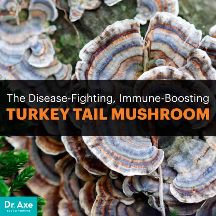 Turkey Tail Mushroom Benefits Uses Recipes Immunity Cancer Dr Axe
