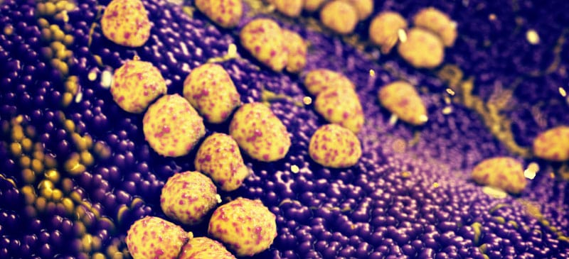 Staphylococcus aureus Infections