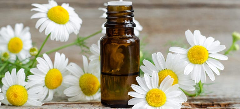 Roman Chamomile Essential Oil Benefits Uses And Side Effects Dr Axe