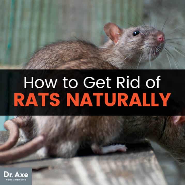 How to Get Rid of Rats Naturally & Dangers of Rat Poison - Dr. Axe