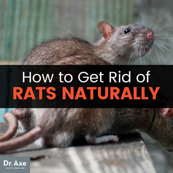 How to get rid of rats - Dr. Axe
