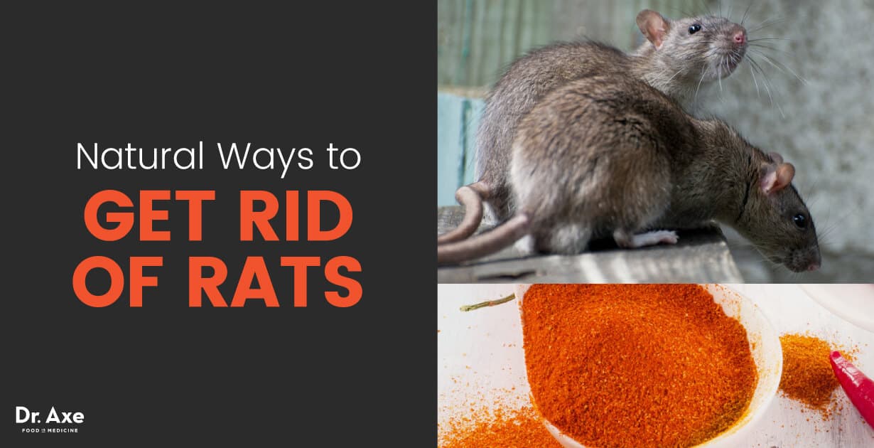 Rats Naturally & Dangers of Rat Poison