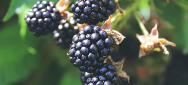 Blackberries Health Benefits, Nutrition Facts And Recipes - Dr. Axe