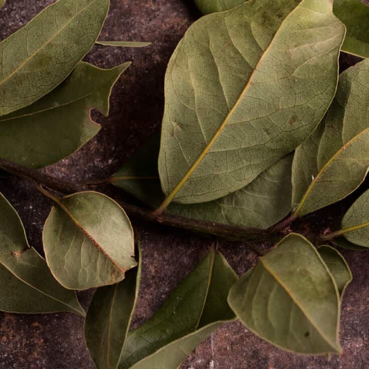 Bay Leaf Benefits, Bay Leaf Recipes & Bay Leaf History 