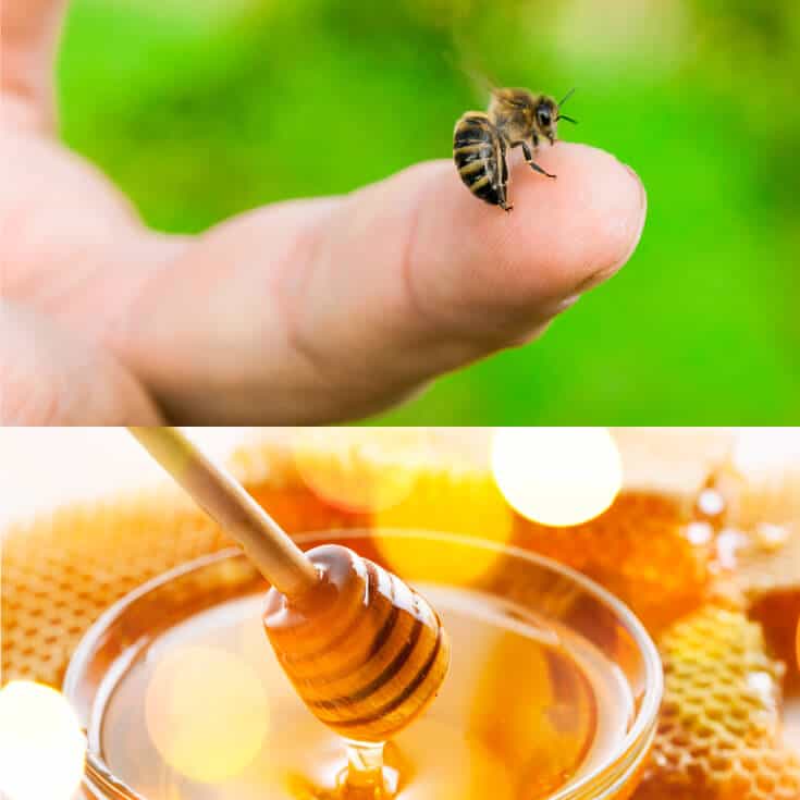 infected bee sting treatment