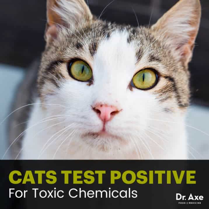 Chemicals in Cats Where Are These Dangerous Compounds Coming From?