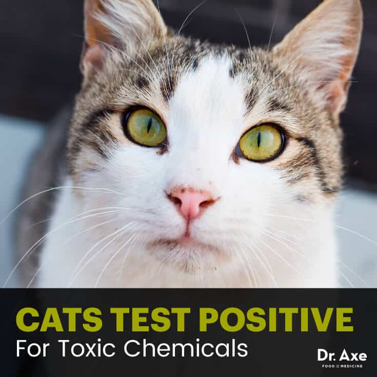 Chemicals in cat - Dr. Axe