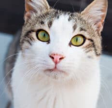 Chemicals in cat - Dr. Axe