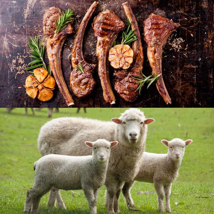 Image result for Is eating Lamb healthy?