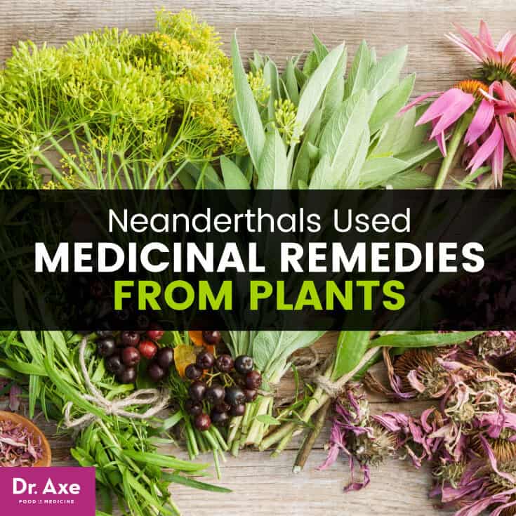 Neanderthals used medicinal remedies from plants - Dr. Axe