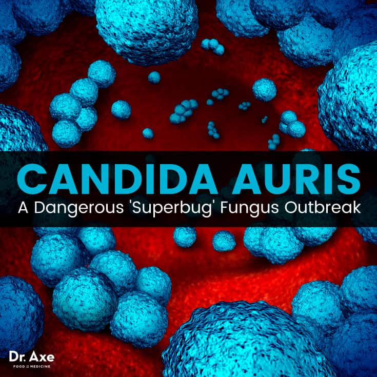 Candida auris - Dr. Axe
