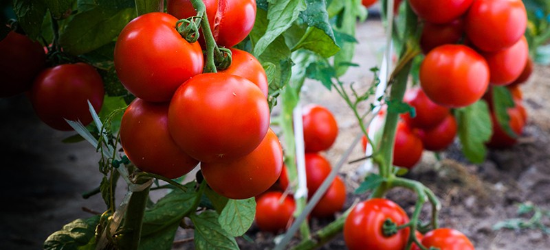 How to grow tomatoes - Dr. Axe