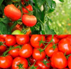 How to grow tomatoes - Dr. Axe