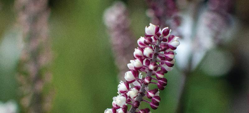 Black cohosh - Dr. Axe