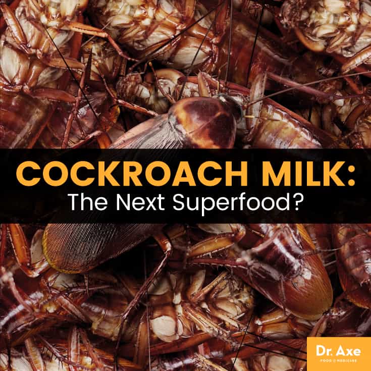 Cockroach milk - Dr. Axe