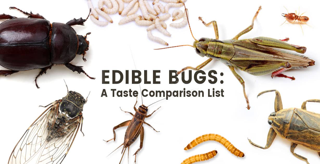 Edible bugs - Dr. Axe