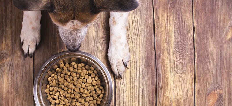 How to add grain to dogs diet sale