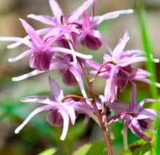Horny goat weed - Dr. Axe