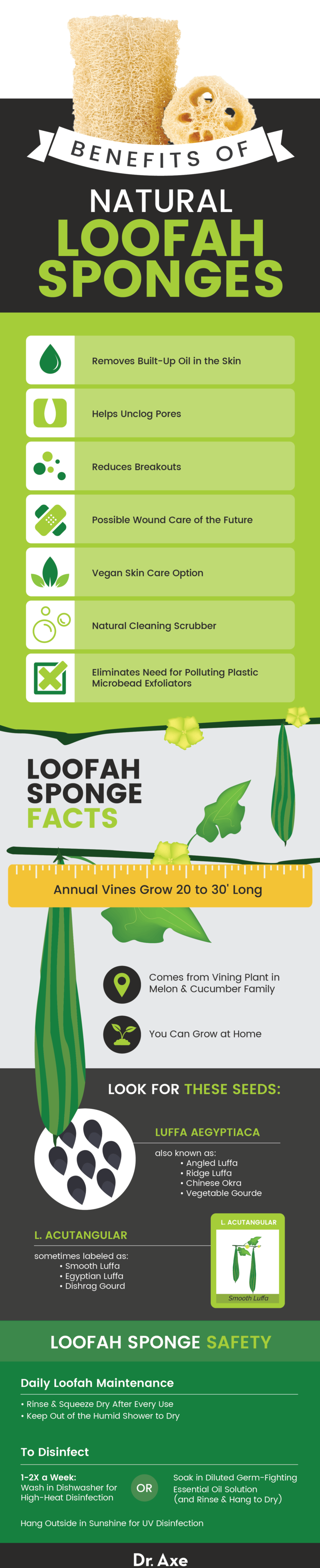 Loofah Sponge: How to Grow Your Own at Home - Dr. Axe