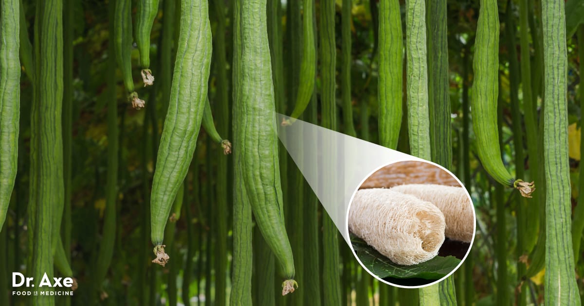 Loofah Sponge: How to Grow Your Own at Home - Dr. Axe