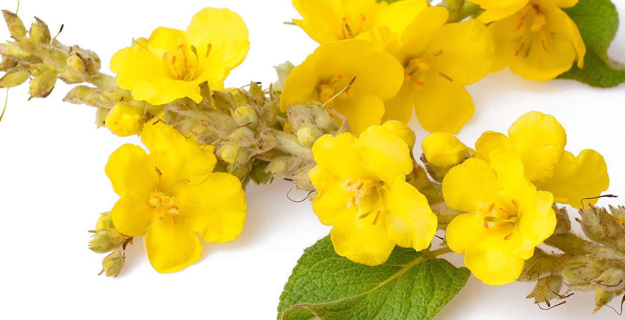 Mullein Health Benefits Uses And How To Make The Tea Dr Axe