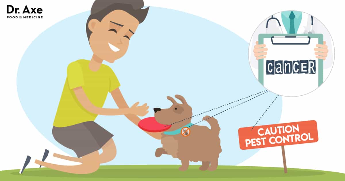 Chemicals in Dogs: 5 Red-Flag Warning Signs We Can't Ignore - Dr. Axe - Makerstick Toxic To Dogs Symptoms