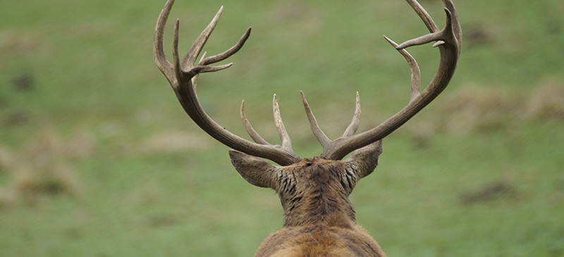 Deer antler spray - Dr. Axe