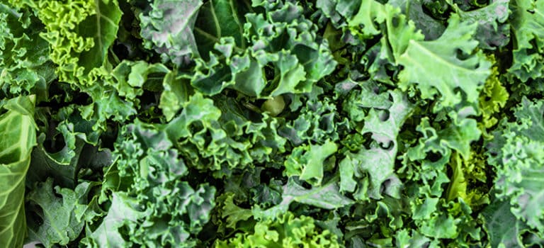 Kale Health Benefits Nutrition Facts And Recipes Dr Axe