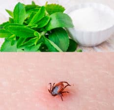 Stevia kill Lyme disease - Dr. Axe